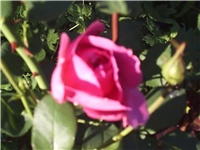66e0f96b-Picture 007.jpg